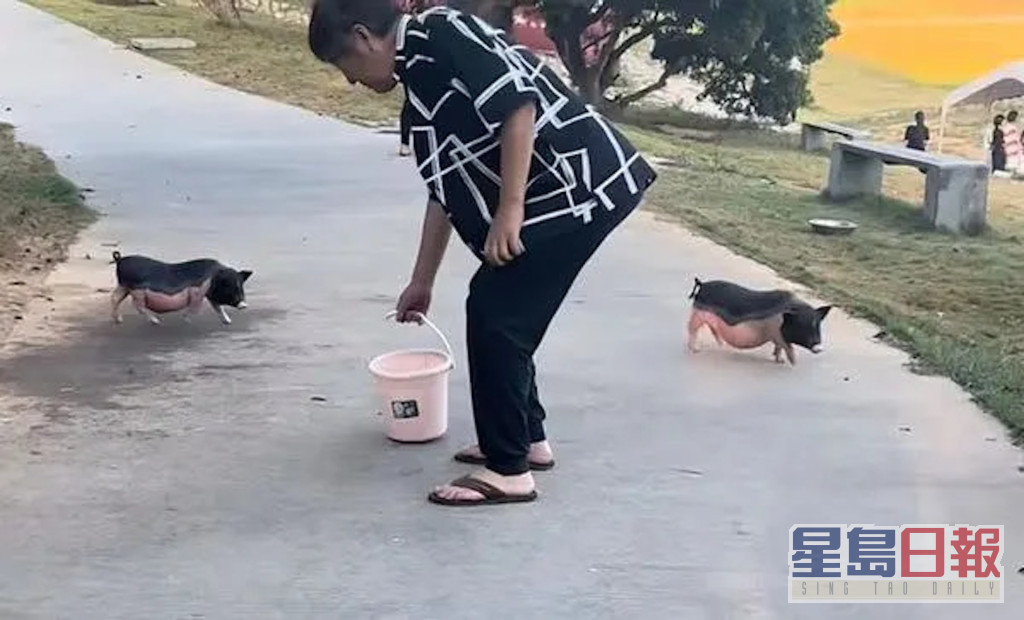 踢拖提住飼料桶。