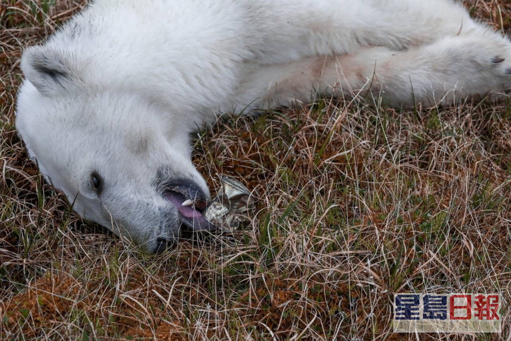 居民发现北极熊的舌头被炼奶罐夹住。 	REUTERS