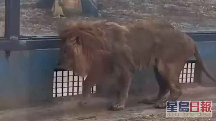 動物園早前有獅子健康出問題。網上影片截圖