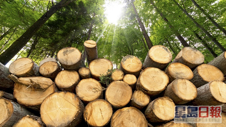 伐木业为所罗门群岛的一大主要收入来源。iStock示意图