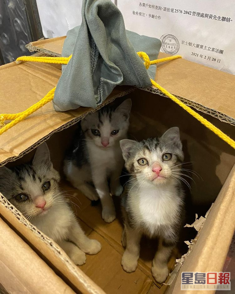 3只猫仔被遗弃在纸箱内，Isabella收养两只，另一只则由友人收养。