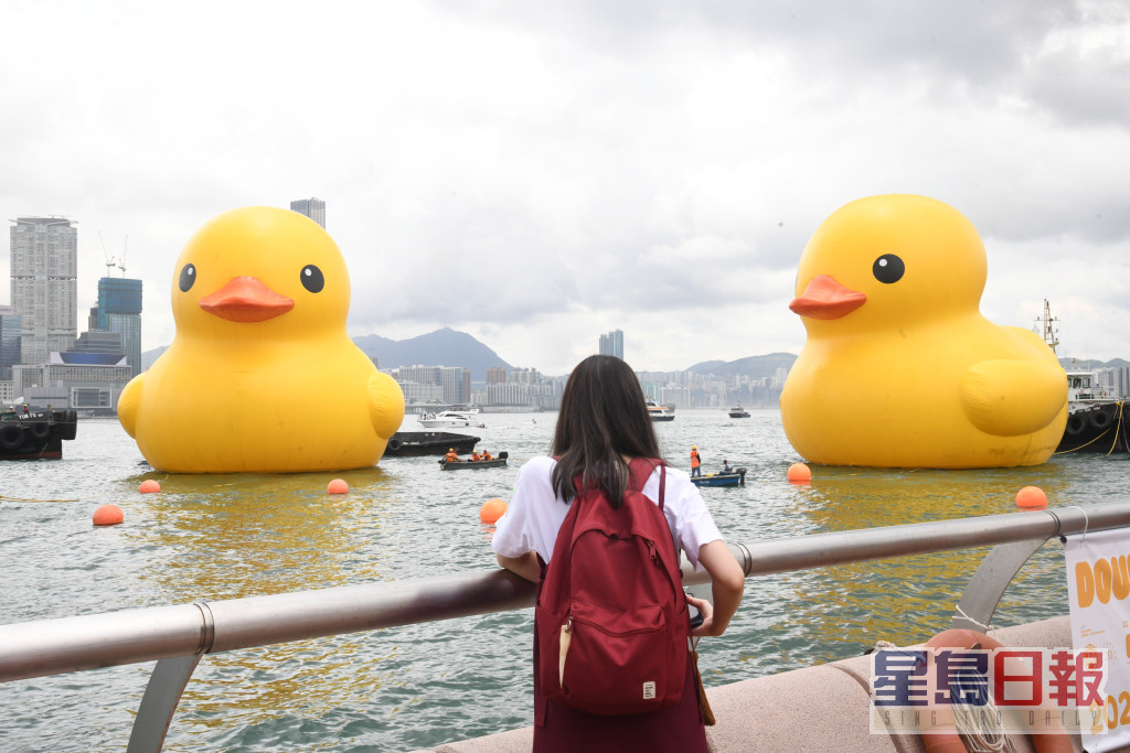 市民到中环海滨长廊，可正面欣赏一对黄鸭的风采。何健勇摄