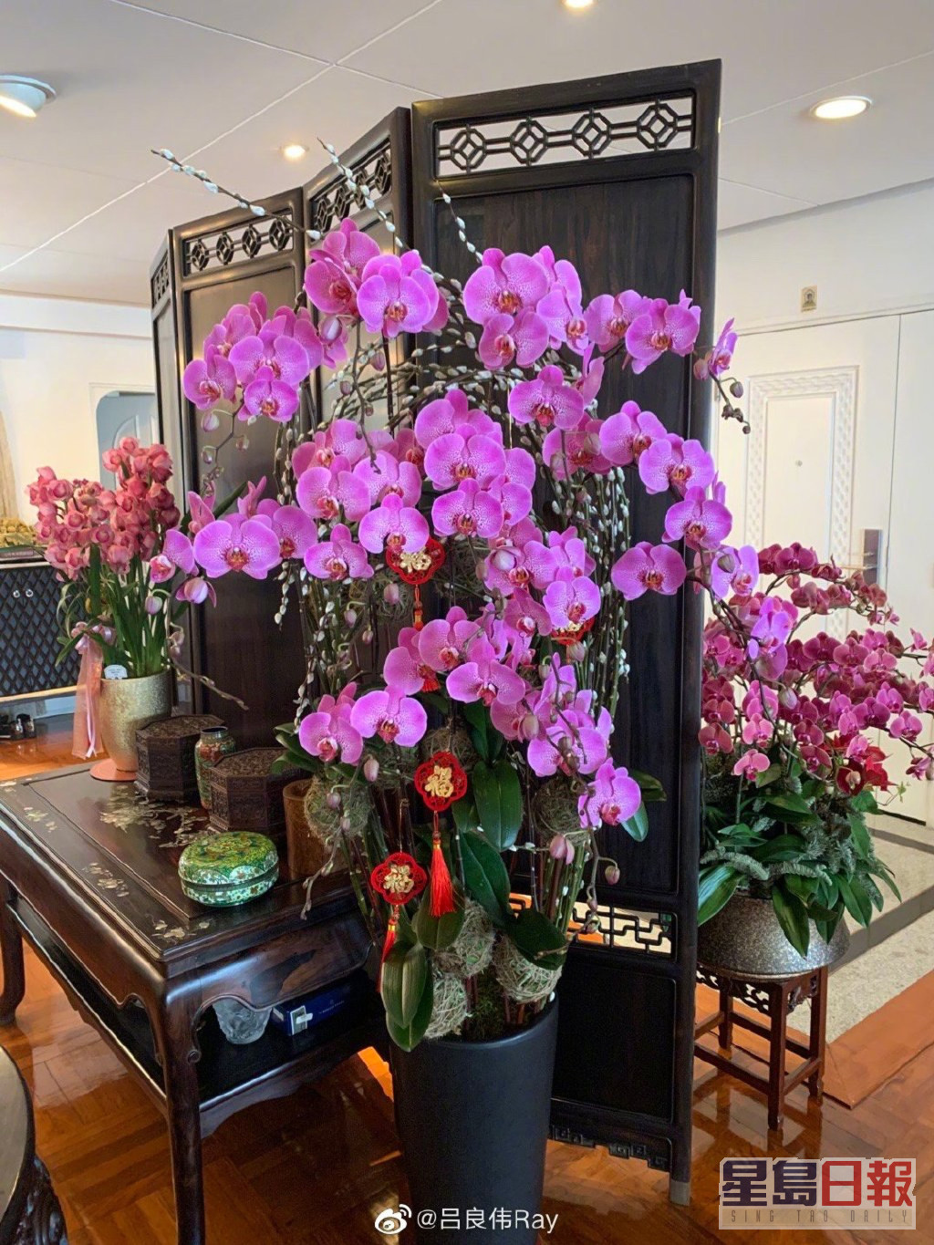 楊小娟在家中擺放了不少花及盆栽。