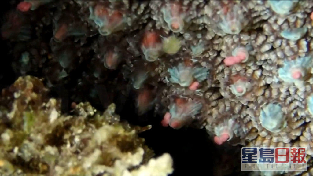 粉色珊瑚卵这几天大爆发。网图