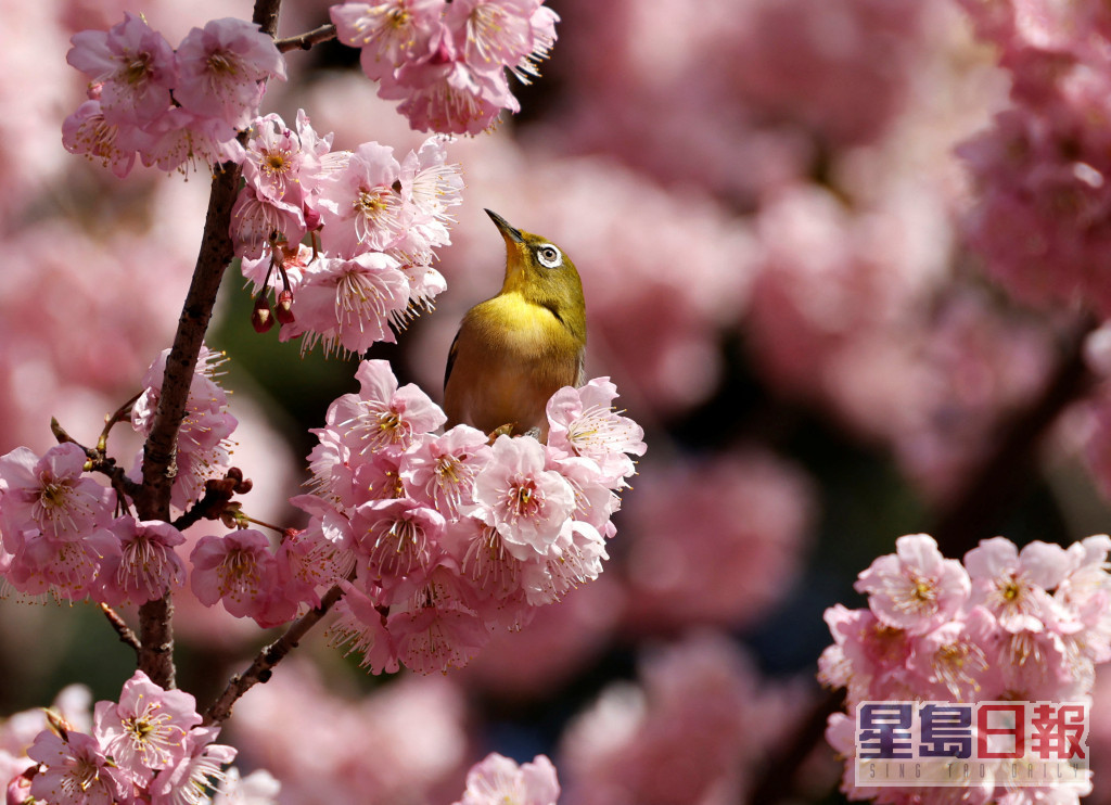 東京近日有櫻花樹已提早開花。路透社資料圖片