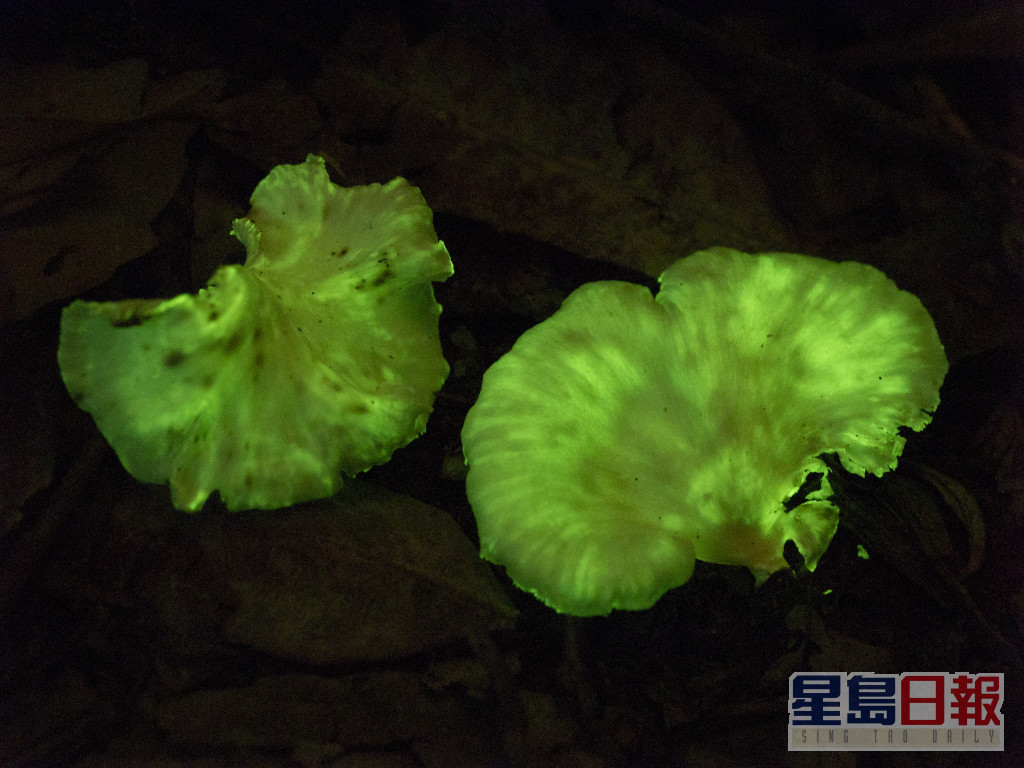 第一种于2015年发现的「发光菇」是扇形的品种，属南比新假革耳(Neonothopanus nambi)。相片由David Kan提供（获授权使用）