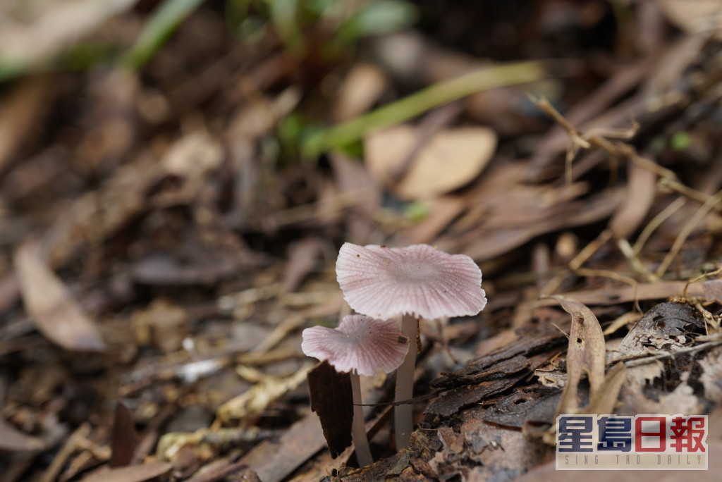 去年發現的潔小菇(Mycena pura)。相片由鄧銘澤博士提供（獲授權使用）