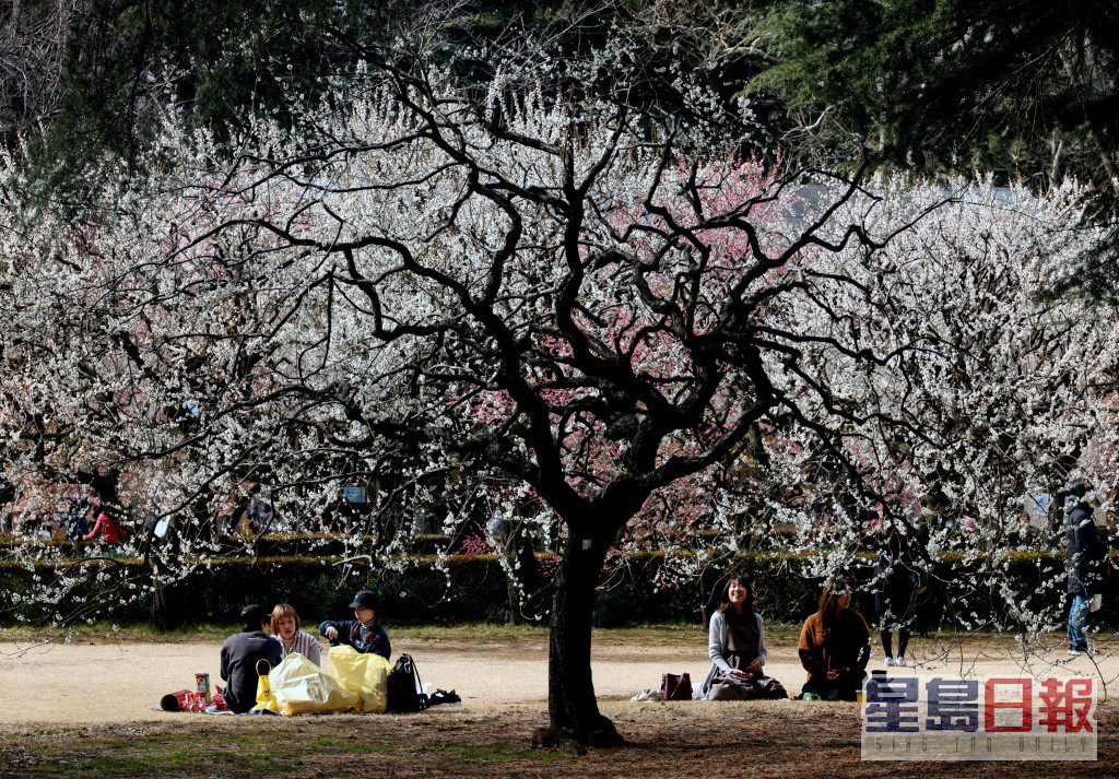 3月至4月为日本的樱花季节。路透社资料图片