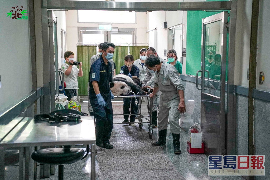 「团团」麻醉后准备进行MRI检查。台北市立动物园fb