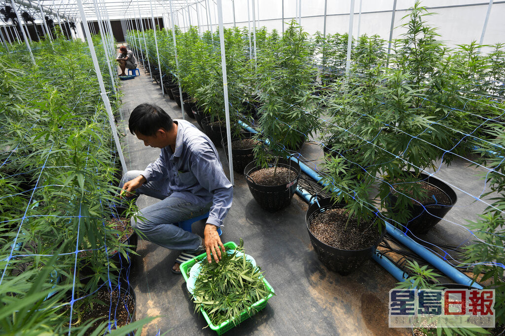 泰国当局料将分发100万株大麻幼苗，推动大麻种植。美联社图片
