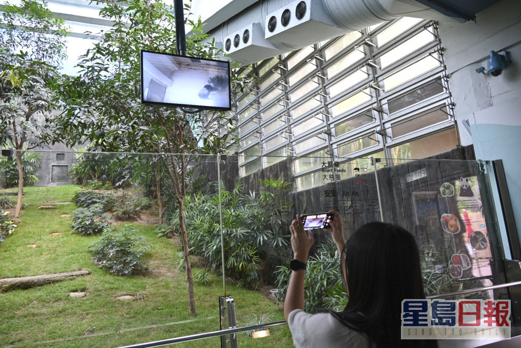 市民特意探望大熊貓安安。資料圖片
