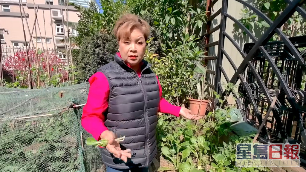 最近肥妈也学「灿神」务农，不过时在自家花园种菜。