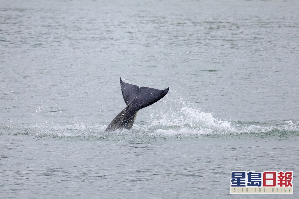 杀人鲸被困法国塞纳河。路透社图片