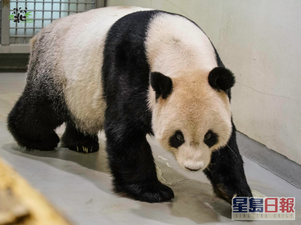 內地專家指團團身體狀況逐漸向好。台北市立動物園fb