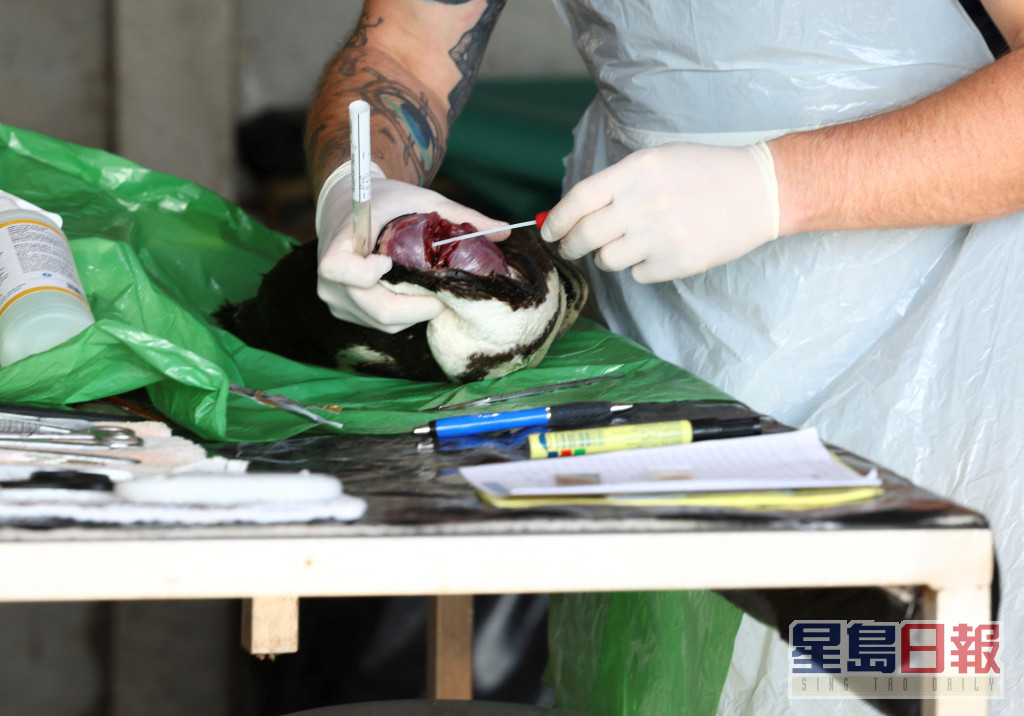 南部非洲海岸鳥類保護基金會（SANCCOB）人員準備剖開非洲企鵝屍體。路透社圖片