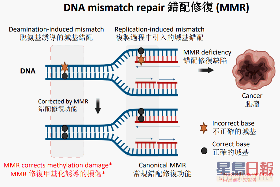 DNA mismatch repair 錯配修復 (MMR)。
