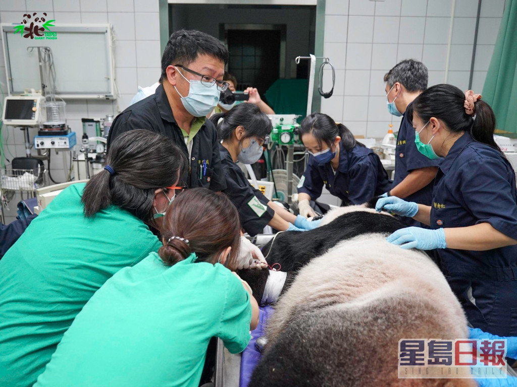 兽医师团队为「团团」进行麻醉。台北市立动物园fb
