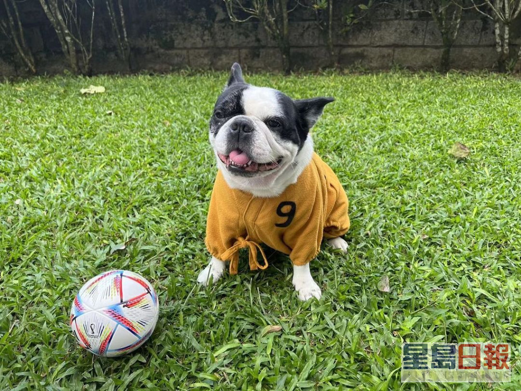 周星馳早前分享愛犬呢張相，不少人想起《少林足球》。