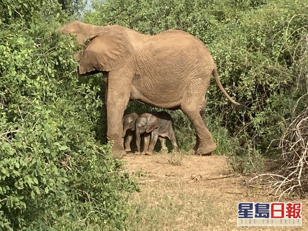 一对象宝宝在徘徊在雌象脚边。Save the Elephants Twitter相片
