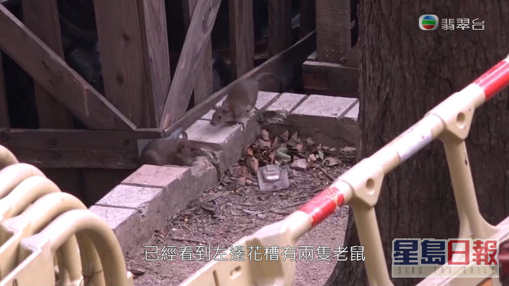 《东张》在下午时份采访水泵房附近位置，虽然并非老鼠最活跃时间，但已经见到大批老鼠正在开party。
