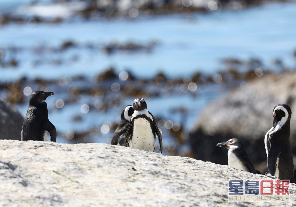 一群企鵝站在企鵝棲息地的一塊岩石上。路透社圖片