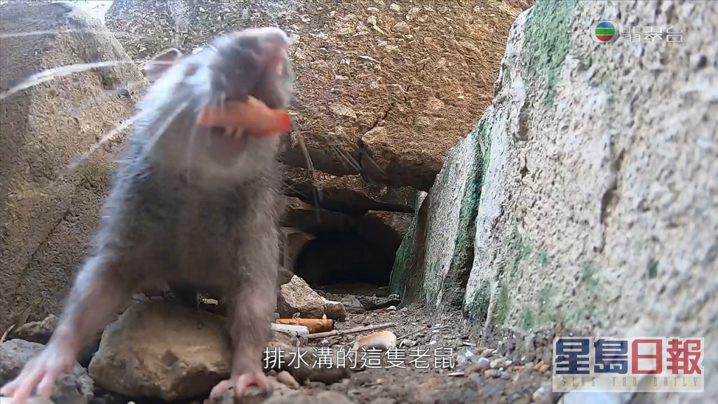 另外有老鼠在水沟搵食。