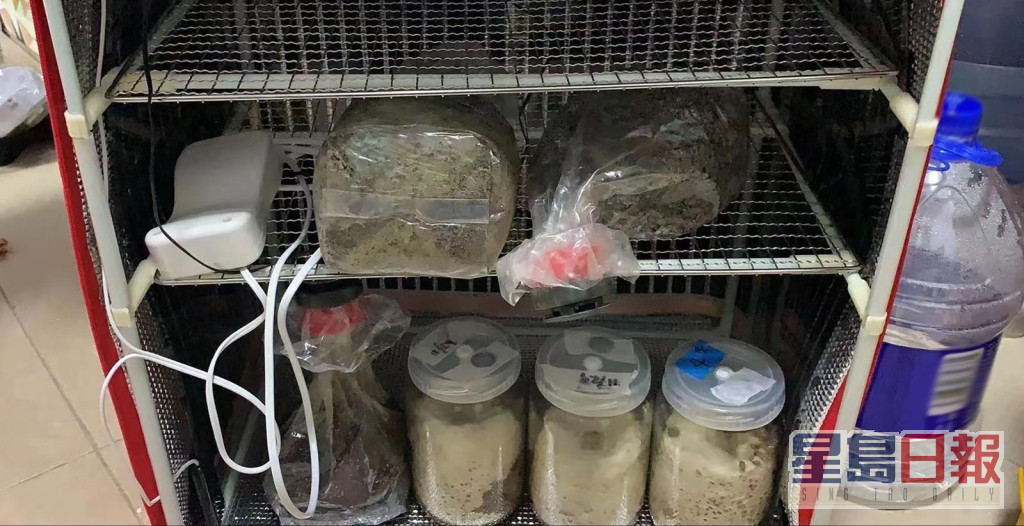 澳門司警首度發現本地培植迷幻蘑菇。司警圖片