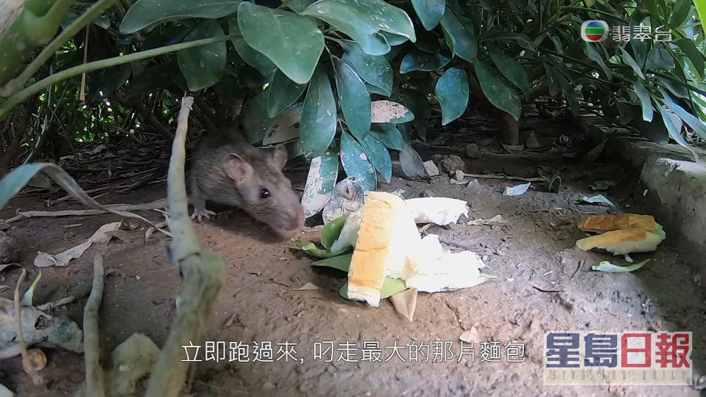 老鼠搶食速度極快，不足一秒就叼走最大塊的麵包。