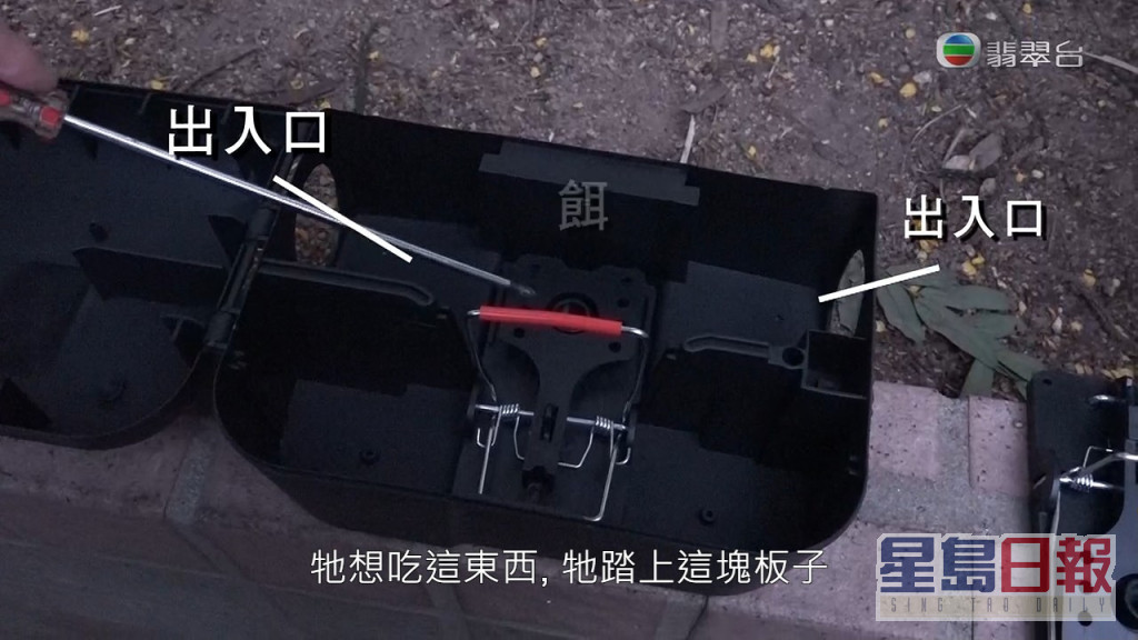 《东张》与灭鼠专家设置捕鼠器，虽然有老鼠再侧边行过，但最后一无所获。