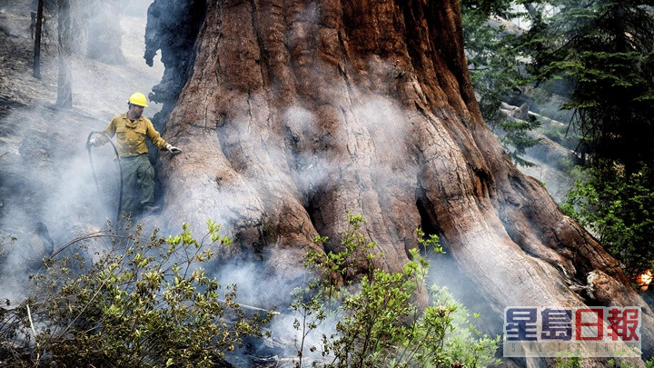 消防人員撲救山火的同時，也要保護有逾千年歷史的紅杉樹。AP圖片