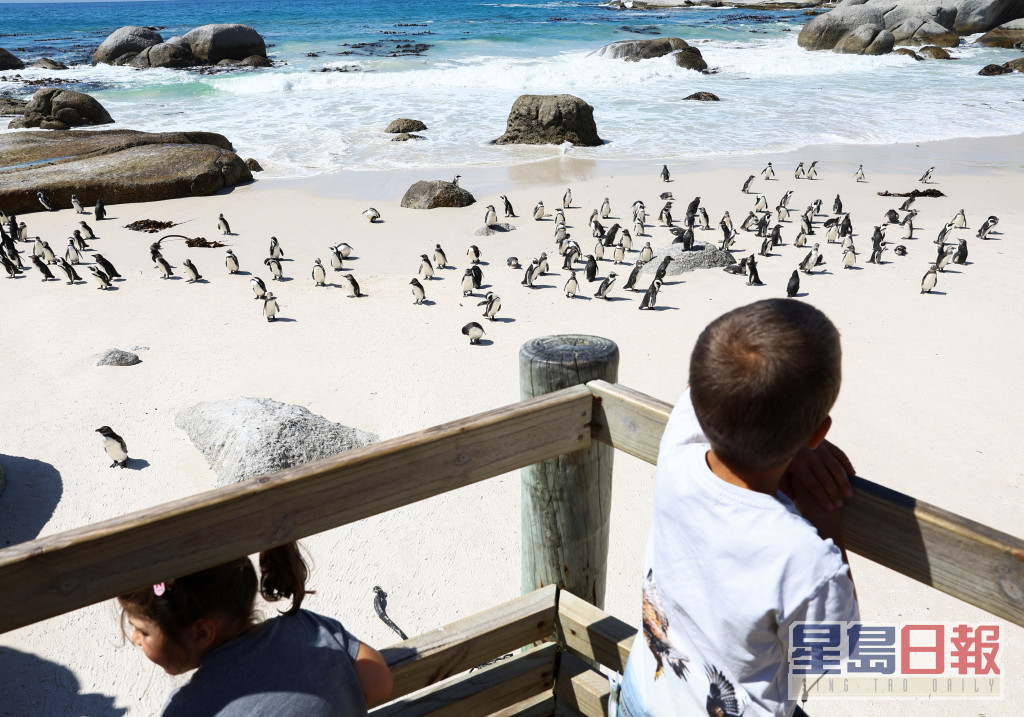 小朋友正在開普敦著名的企鵝棲息地觀景點觀看非洲企鵝。路透社圖片