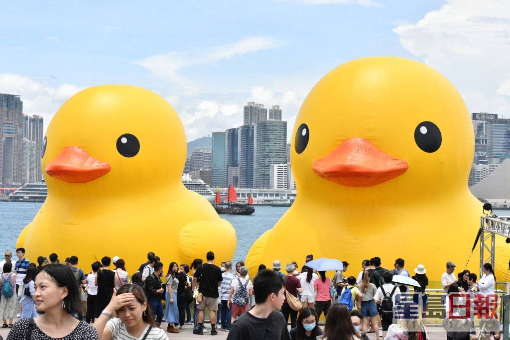 两只巨型黄色「橡皮鸭」今早仍于中环海滨供市民参观。禇乐琪摄