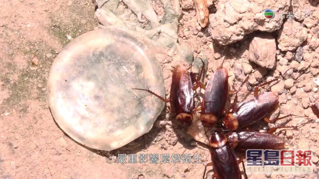 雀鳥與老鼠外，伯伯的食物亦令到曱甴在公園橫行。