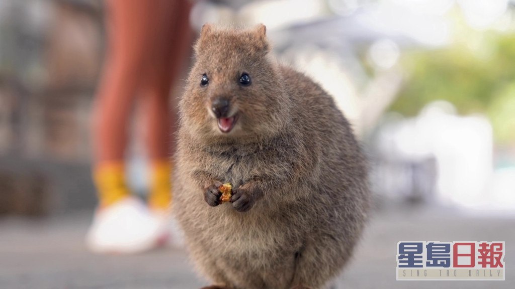 梁芷佩又拍《潮什么》系列，今次去到澳洲，仲见到当地独有动物短尾矮袋鼠（Quokka）。