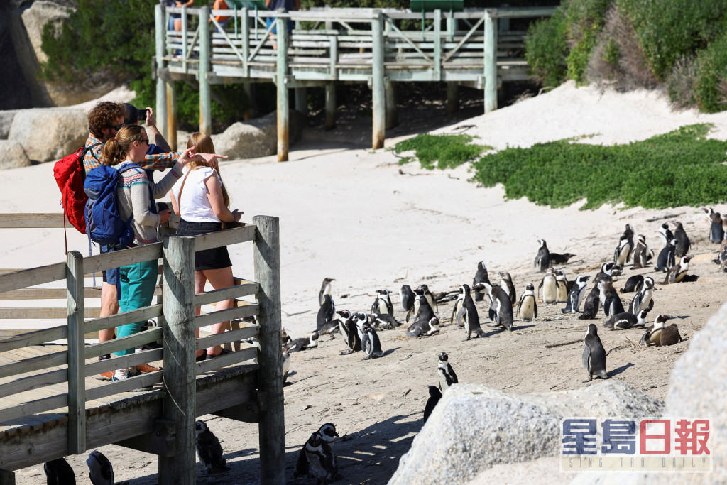 游客站在开普敦著名的博尔德斯海滩企鹅栖息地观景点。路透社图片