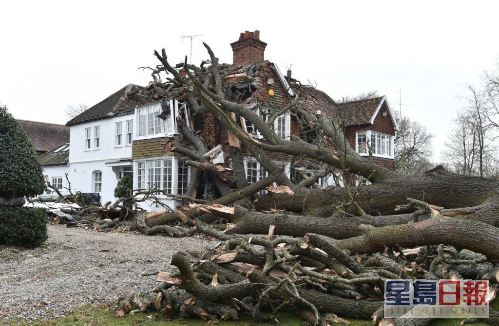 布伦特伍德一棵400年老树倒塌击中。AP