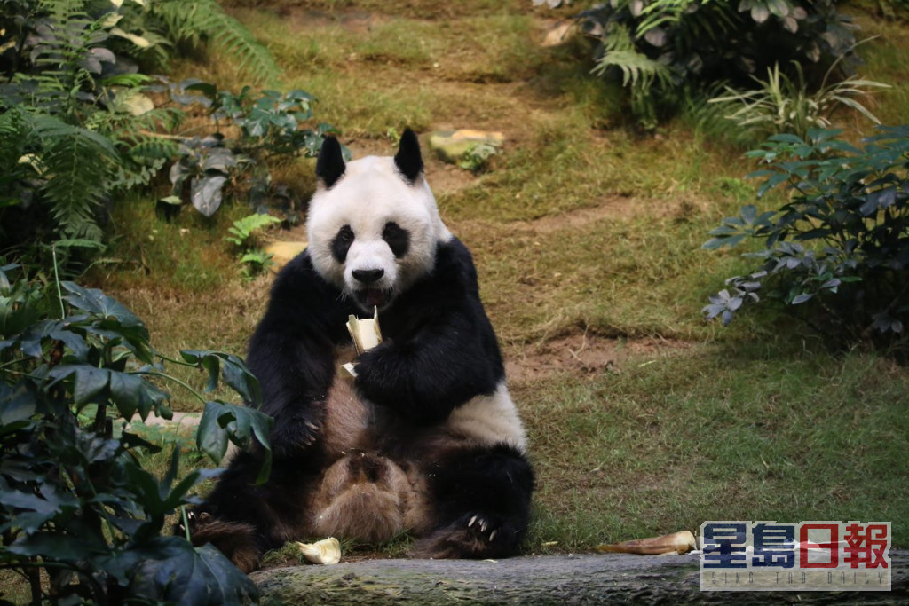 安安為在人類照顧下全球最長壽的雄性大熊貓。（海洋公園圖片）