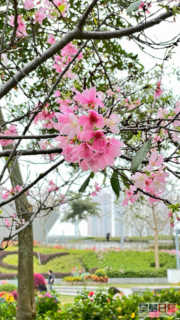 將軍澳單車館公園內的櫻花這兩天盛開，引來大批市民觀賞。