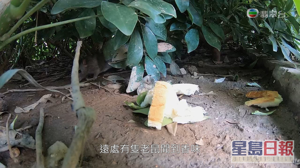 不過同時引起不少老鼠爭食，引起鼠患問題。