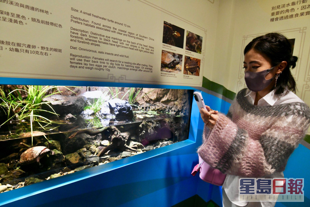 甘比參與保育野生淡水龜。