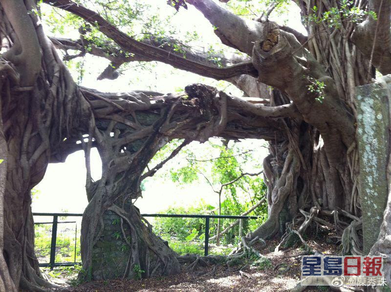 劉松仁最近與陳秀珠訪千年老樹。