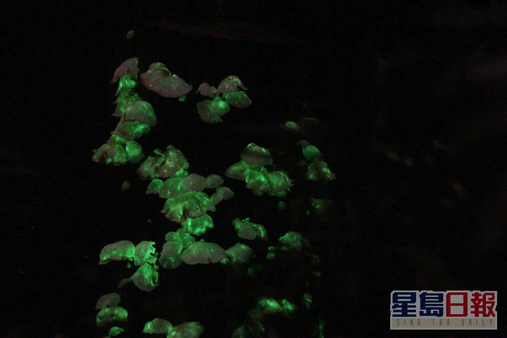 第一種於2015年發現的「發光菇」是扇形的品種，屬南比新假革耳(Neonothopanus nambi)。相片由葉朝霞提供（獲授權使用）