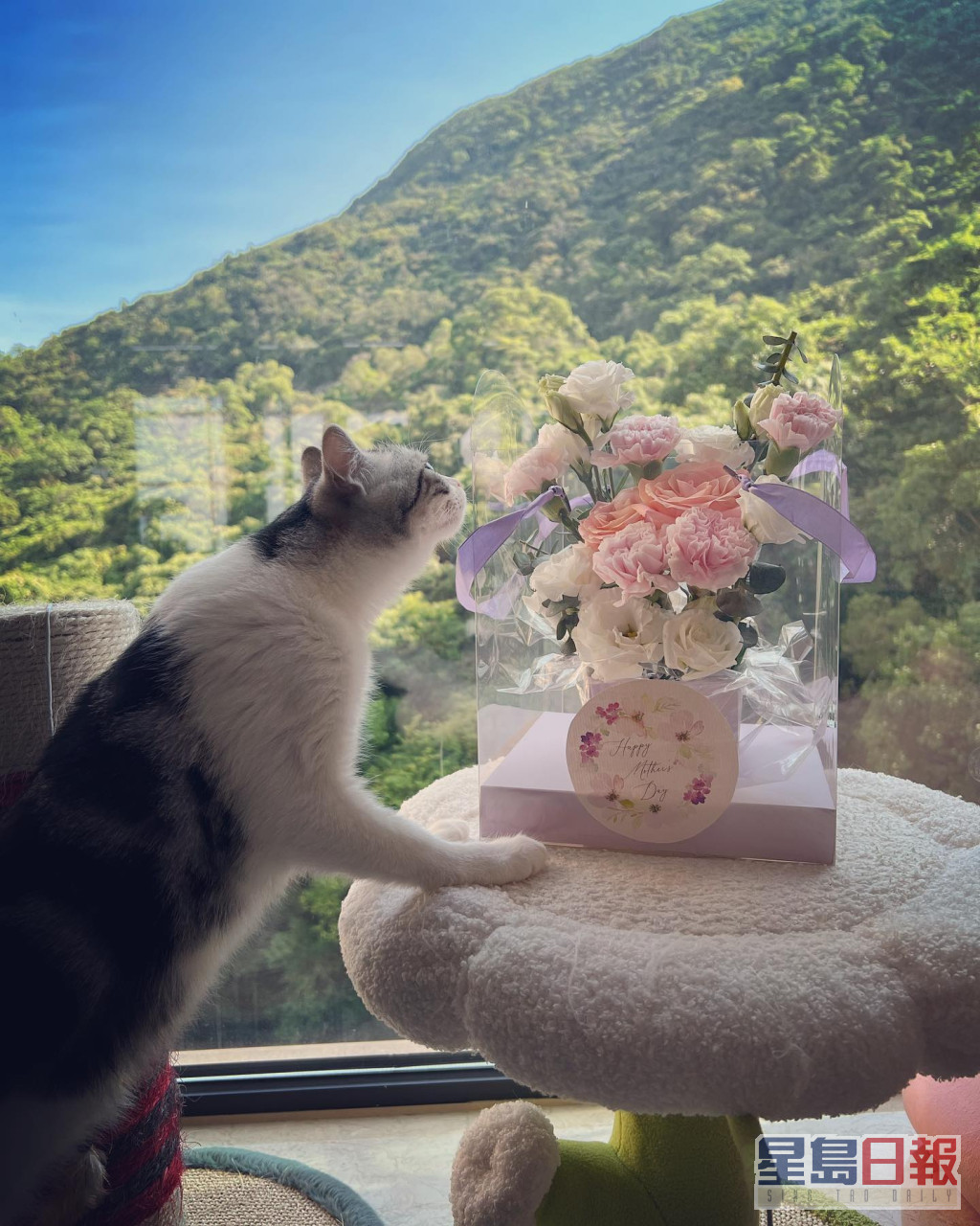 猫猫都对鲜花好有兴趣。