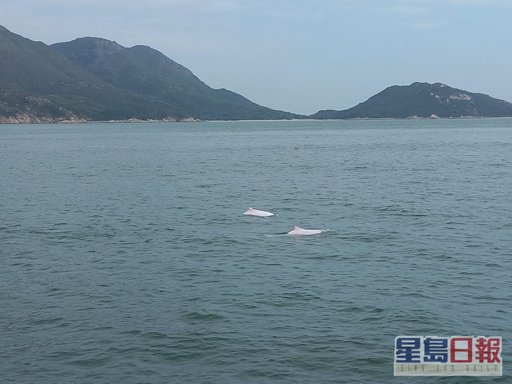 被視為回歸吉祥物的「中華白海豚」近年大幅減少，現時在本港水域只剩37條。