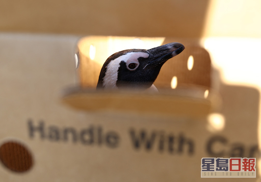 一隻受傷後非洲企鵝的安放在一個盒子。路透社圖片