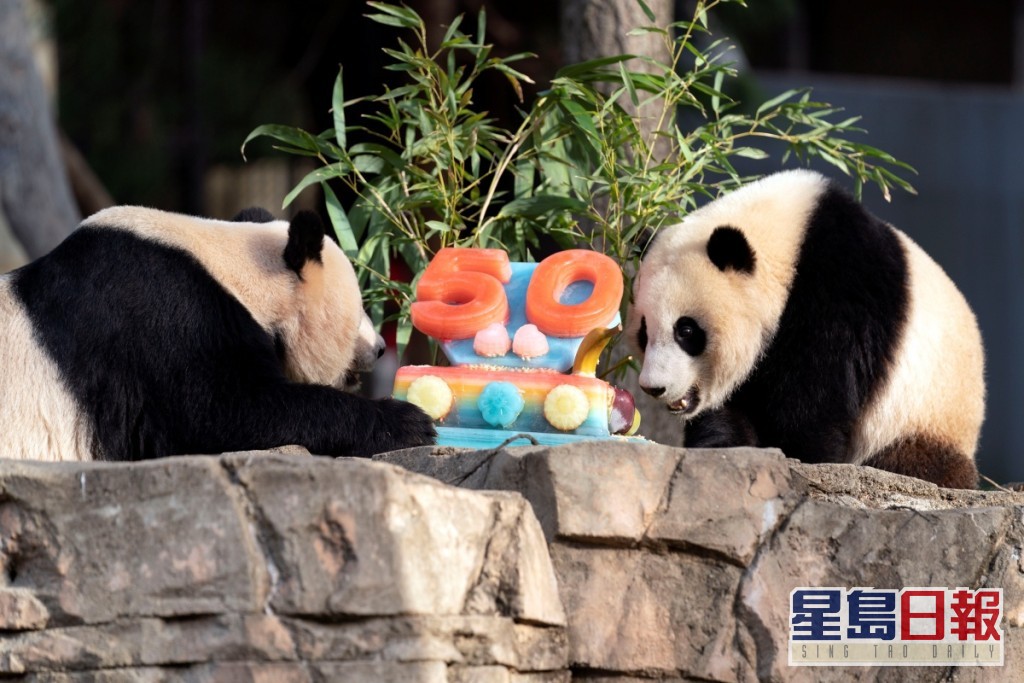 旅美大熊貓美香和小奇蹟收到寫有50字樣的冰凍水果蛋糕。AP 
