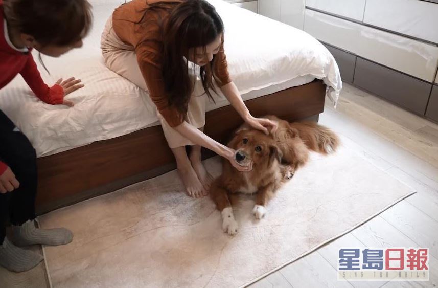 爱犬Honey仲上埋镜，好可爱。