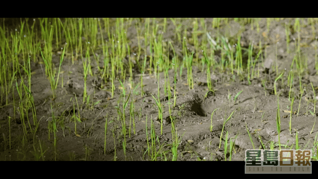 原来在水稻田的淤泥上行走，其实十分艰难和辛苦。