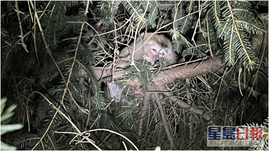 其中一隻猴子逃跑後於寒夜棲息在公路旁的樹上。