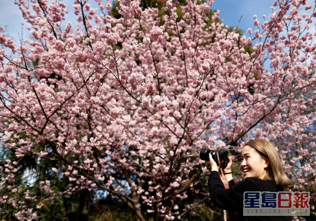 东京近日有樱花树已提早开花。路透社资料图片
